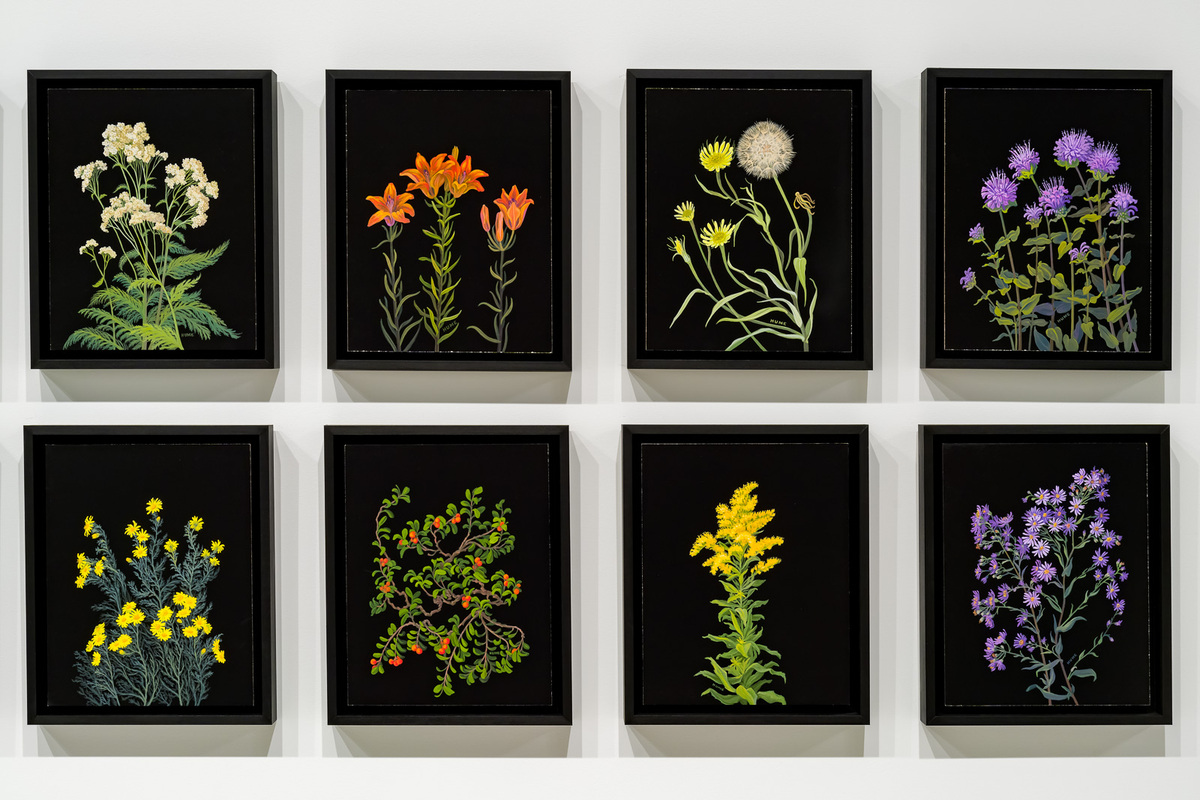 Paintings in colour on blackground of plants native to the great plains.