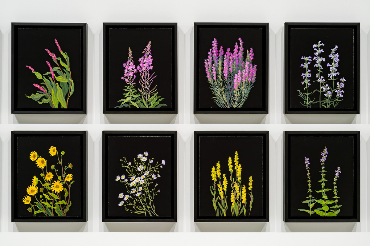 Paintings in colour on blackground of plants native to the great plains.