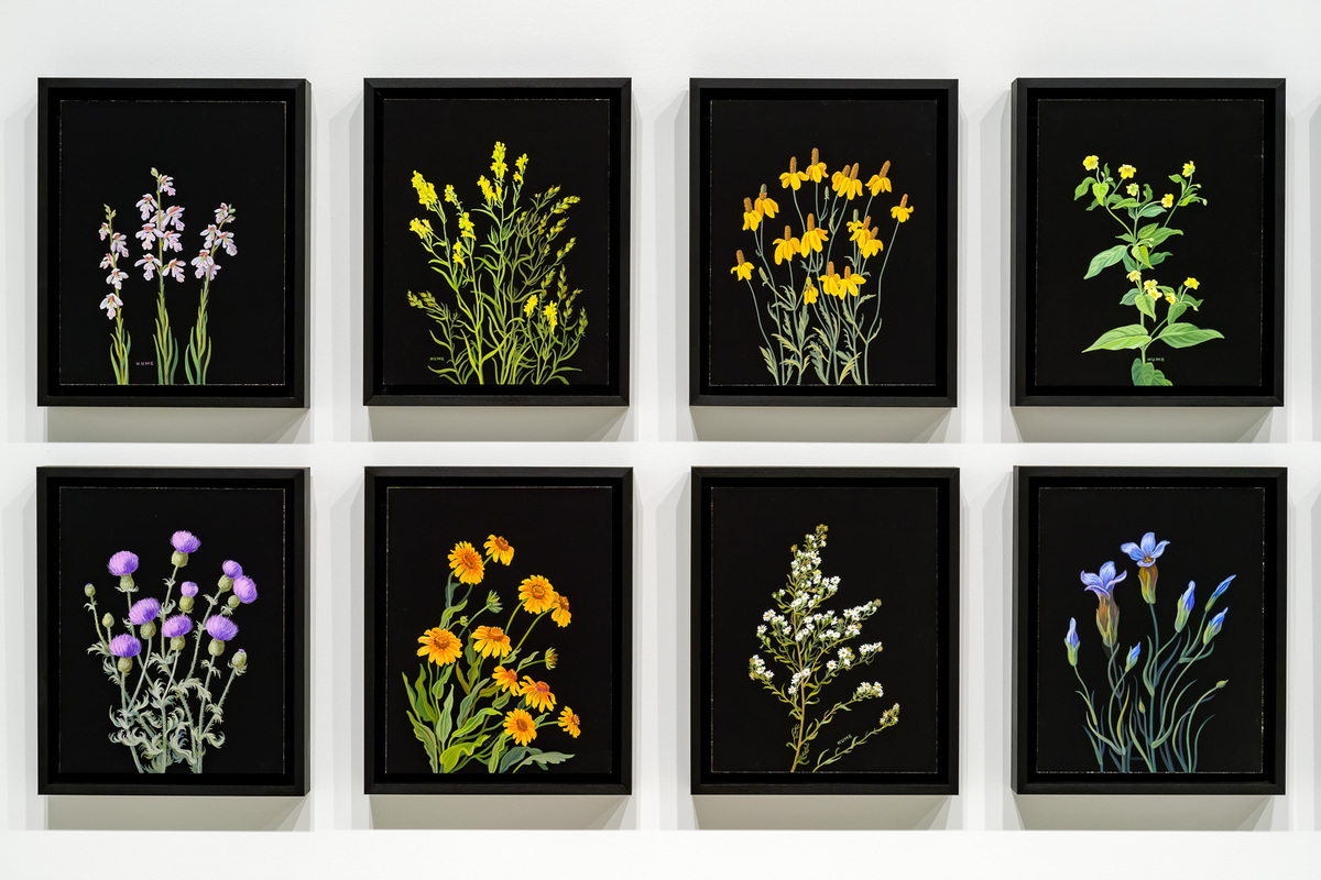 Paintings in colour on blackground of plants native to the great plains.